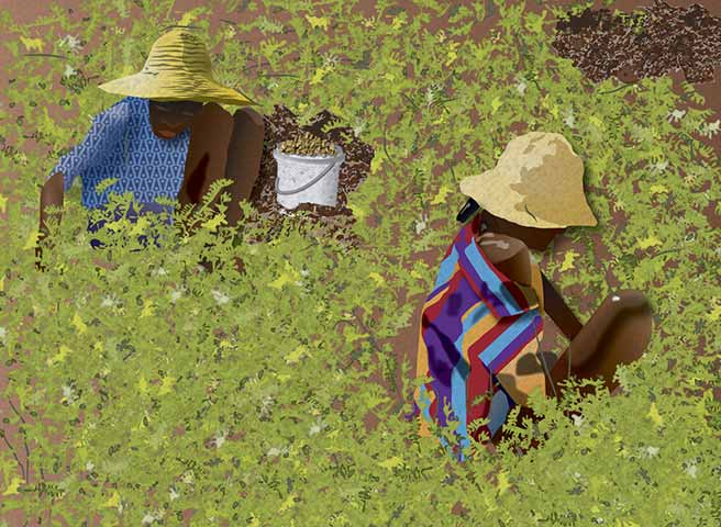 Deux paysannes cueillent des cacahuètes assises dans un champ